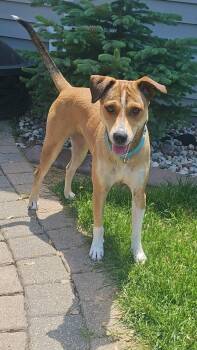 Fenton -  Feist Dog for Adoption in New London, Wisconsin - Fenton | PetCurious