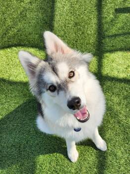 Dixie Ann -  Husky and Mixed Breed Dog for Adoption in Cedar Rapids, Iowa - Dixie Ann | PetCurious