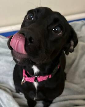 Rescue Black Labrador Retriever Dogs for Adoption in Norwalk, Connecticut - Mabel | PetCurious