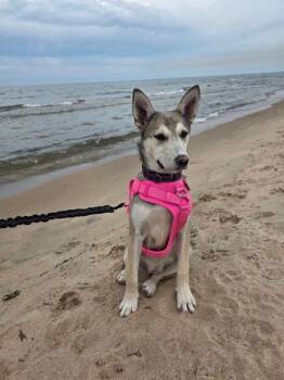 Missy -  Husky Dog for Adoption in Ogden Dunes, Indiana - Missy | PetCurious