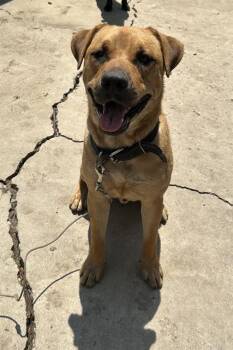 Rescue Labrador Retriever Dogs for Adoption in San Antonio, Texas - SAUSAGE | PetCurious