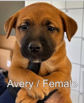 Labrador Retriever Dogs Available for Adoption in Carmel Hamlet, New York - Avery | PetCurious