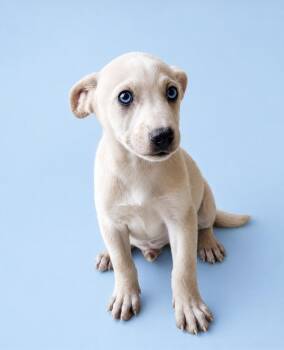 Dennis -  Labrador Retriever and Carolina Dog Dog for Adoption in Escondido, California - Dennis | PetCurious