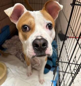 Bryce -  Pit Bull Terrier Dog for Adoption in Euclid, Ohio - Bryce | PetCurious