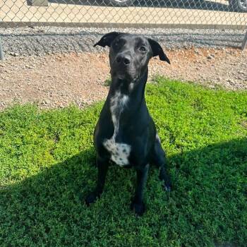 River -  Belgian Shepherd Malinois and Labrador Retriever Dog for Adoption in Weldon, Illinois - River | PetCurious