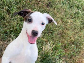 Maple -  Mixed Breed Dog for Adoption in Lexington, Kentucky - Maple | PetCurious
