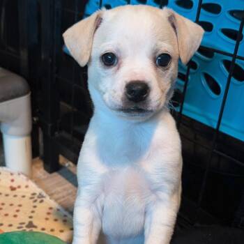 Roslindale -  Boston Terrier and Terrier Dog for Adoption in San Antonio, Texas - Roslindale | PetCurious