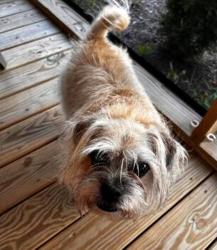 Zeke -  Terrier Dog for Adoption in Bloomington, Indiana - Zeke | PetCurious