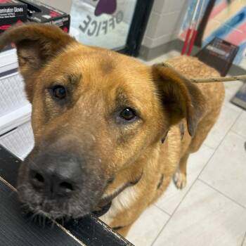 Mixed Breed Dogs Available for Adoption in Lufkin, Texas - Socks | PetCurious