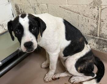Petunia -  Affenpinscher Dog Available for Adoption in Nacogdoches, Texas - Petunia | PetCurious
