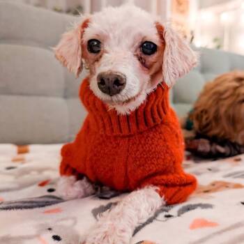 Rescue Maltese and Poodle Dogs for Adoption in Campton Hills, Illinois - Missy (Sea) | PetCurious