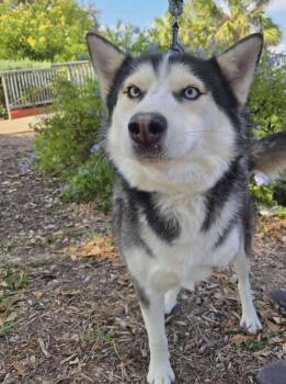 TRI-POD TOBIE -  Husky Dog for Adoption in Brooksville, Florida - TRI-POD TOBIE | PetCurious