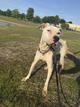 POWDER -  Pit Bull Terrier Dog for Adoption in Indianapolis, Indiana - POWDER | PetCurious