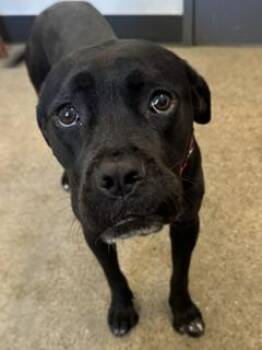 Margarite -  Pit Bull Terrier Dog for Adoption in Cleveland, Ohio - Margarite | PetCurious