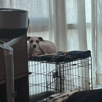 Lantana -  Jack Russell Terrier and None Dog for Adoption - Lantana | PetCurious