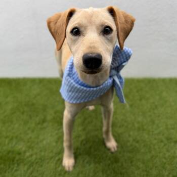 FINN -  Labrador Retriever and Chihuahua Dog for Adoption in San Diego, California - FINN | PetCurious