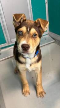 German Shepherd Dog and Mixed Breed Dogs Available for Adoption - JACK | PetCurious