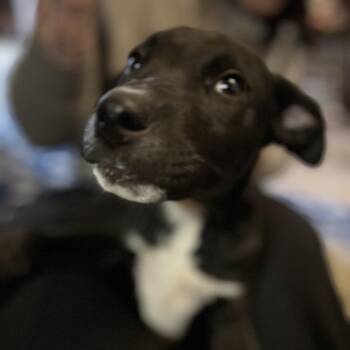 Terrier and Shepherd Dogs Available for Adoption in Aledo, Texas - Yukon | PetCurious