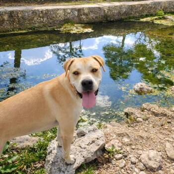 Breaker -  Great Dane and Labrador Retriever Dog for Adoption in Seguin, Texas - Breaker | PetCurious