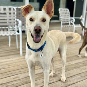Carlton -  Labrador Retriever and German Shepherd Dog Dog for Adoption in Mead, Colorado - Carlton | PetCurious
