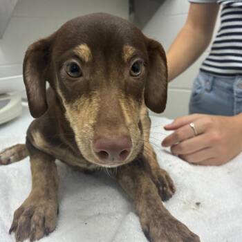 Rocket -  Terrier and Mixed Breed Dog for Adoption in Corpus Christi, Texas - Rocket | PetCurious