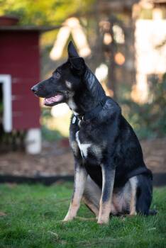 Rescue German Shepherd Dog Dogs for Adoption in Portland, Oregon - Pie | PetCurious