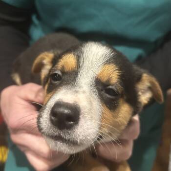 Mixed Breed Dogs Available for Adoption - GUY | PetCurious