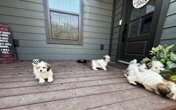 Maltese and Shih Tzu Dogs Available for Adoption - Maltese/Shih Tzu Puppies! | PetCurious