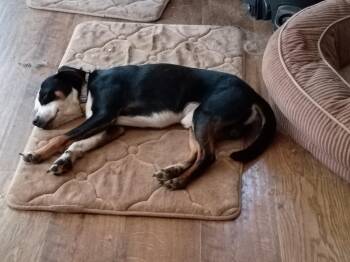 Itty Bitty -  Mixed Breed Dog for Adoption in Crocker, Missouri - Itty Bitty | PetCurious