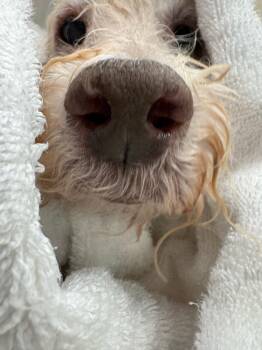 Opal -  Mixed Breed and Poodle Dog for Adoption in Austin, Texas - Opal | PetCurious