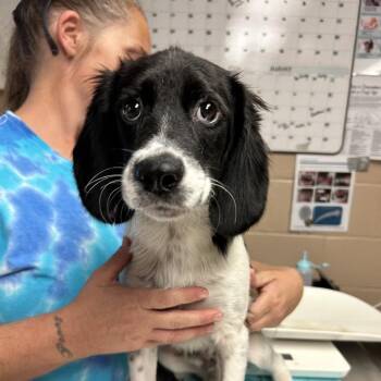 Buffles -  Beagle Dog for Adoption in Newport, North Carolina - Buffles | PetCurious