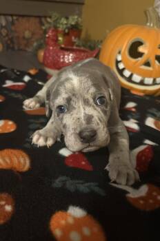 Jasper- Mama Rubys Gemstones -  Pit Bull Terrier and Catahoula Leopard Dog Dog for Adoption in Carmel Hamlet, New York - Jasper- Mama Rubys Gemstones | PetCurious
