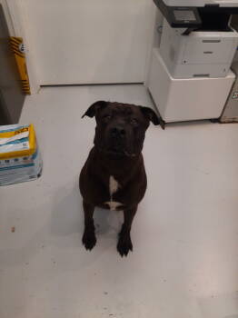 Rescue Rottweiler and American Bulldog Dogs for Adoption in Mount Gilead, Ohio - Kona | PetCurious