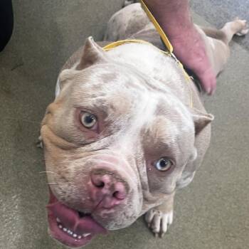 72156 -  American Bulldog Dog for Adoption in Harrisonburg, Virginia - 72156 | PetCurious
