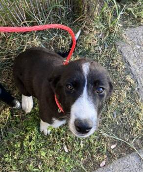 Mixed Breed Dogs Available for Adoption - DIANA | PetCurious