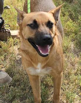 Rescue German Shepherd Dog Dogs for Adoption in Sheridan, Texas - Kenya | PetCurious