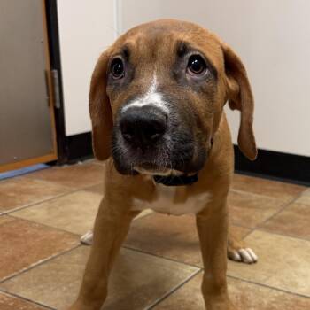 FWT Consume -  Boxer and Mixed Breed Dog for Adoption in Midland, Texas - FWT Consume | PetCurious