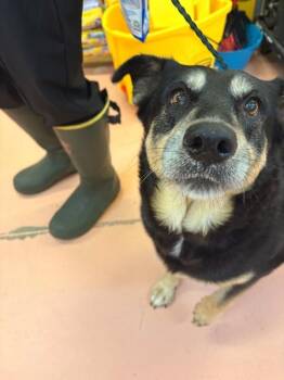 Ivy -  Mixed Breed Dog for Adoption in Warren, Pennsylvania - Ivy | PetCurious