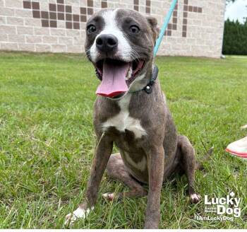 Sky -  Labrador Retriever and Terrier Dog for Adoption in Washington, District Of Columbia - Sky | PetCurious
