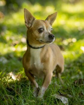 LANCE (0199) -  Chihuahua Dog for Adoption in Bridgeport, Connecticut - LANCE (0199) | PetCurious