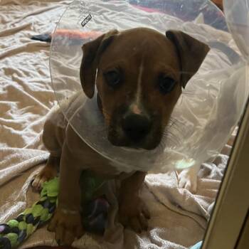 Wild Thing -  Labrador Retriever Dog for Adoption in Wilmington, Delaware - Wild Thing | PetCurious