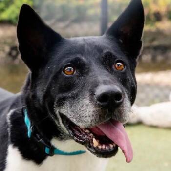 SPICE -  Akita Dog for Adoption in Stamford, Connecticut - SPICE | PetCurious