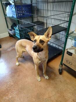 Rescue German Shepherd Dog Dogs for Adoption in Bolivar, Missouri - Primadonna | PetCurious