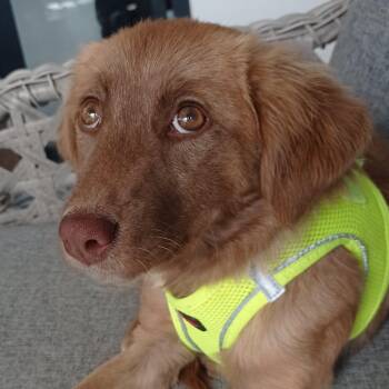 Rescue Nova Scotia Duck Tolling Retriever and Retriever Dogs for Adoption in Ridgefield, Washington - Ms. Marvelous Kira | PetCurious