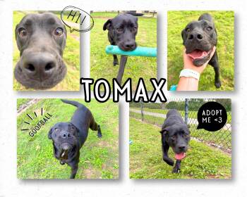 Labrador Retriever Dogs Available for Adoption in Universal City, Texas - Tomax | PetCurious