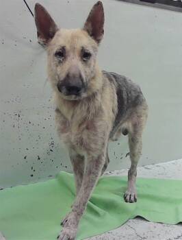 KILO -  German Shepherd Dog and Mixed Breed Dog for Adoption in Houston, Texas - KILO | PetCurious