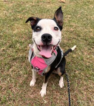Meka -  Pit Bull Terrier Dog for Adoption in Stillwater, Oklahoma - Meka | PetCurious