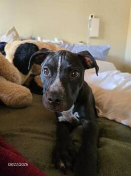 PIRATE -  Boxer and Mixed Breed Dog for Adoption in Omaha, Nebraska - PIRATE | PetCurious