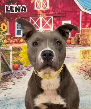 Lena -  Mixed Breed Dog for Adoption in Flint, Michigan - Lena | PetCurious