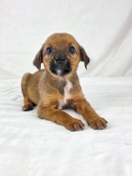 Owl the tiny mixed breed puppy -  Spaniel and Beagle Dog for Adoption in Muskego, Wisconsin - Owl The Tiny Mixed Breed Puppy | PetCurious